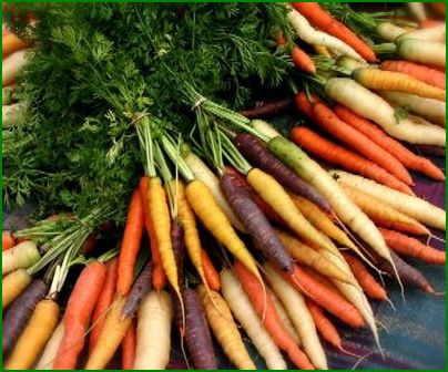 Какой сорт моркови сажать?